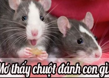 mo-thay-chuot-vao-nha-min