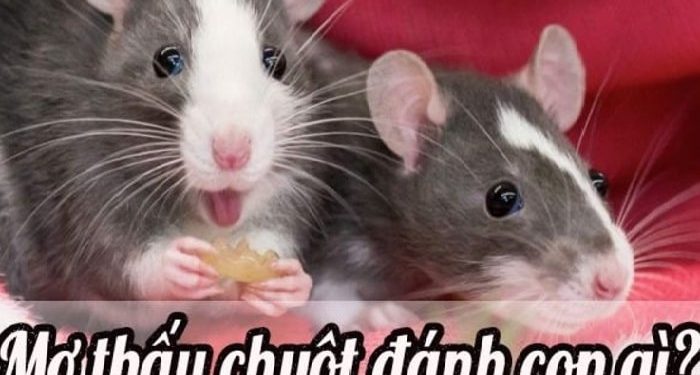 mo-thay-chuot-vao-nha-min