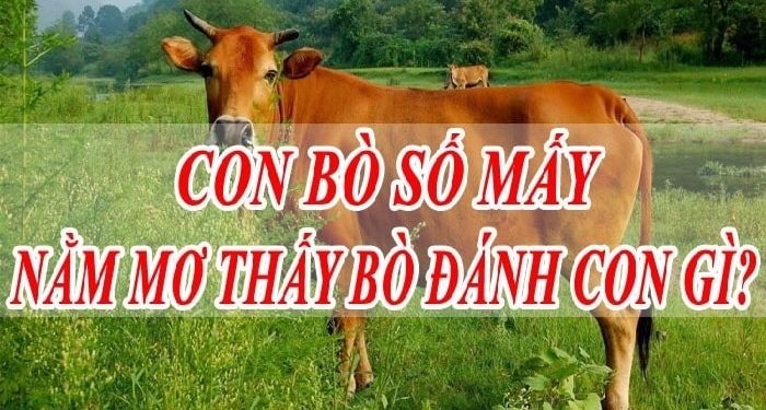 mo-thay-dan-bo-0-min