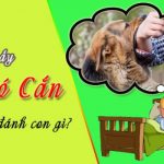 mơ thấy bị chó cắn