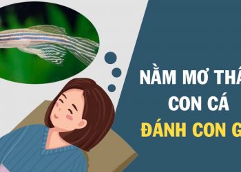 Mơ thấy cá đánh con gì