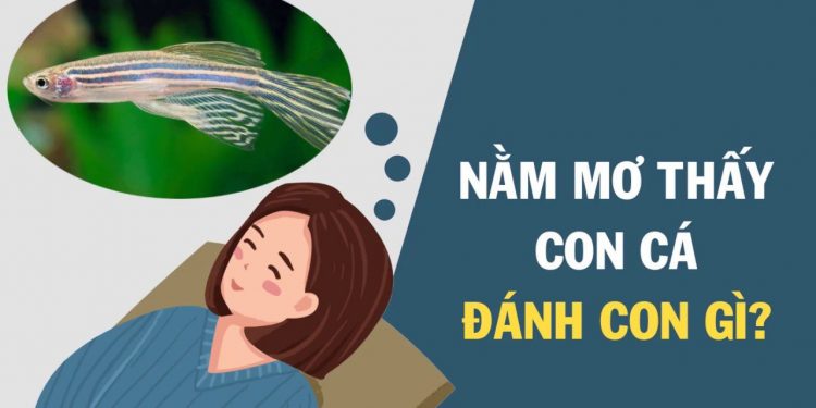 Mơ thấy cá đánh con gì