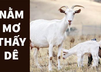 nằm mơ thấy dê