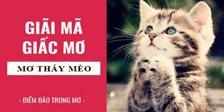 Nằm mơ thấy mèo đánh con gì – Giãi mã giấc mơ thấy con mèo