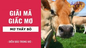 Nằm mơ thấy bò đánh con gì