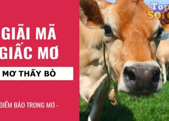 Nằm mơ thấy bò đánh con gì