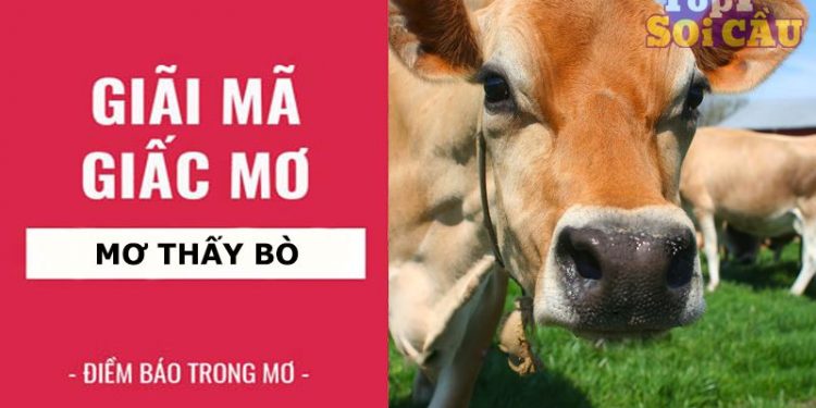 Nằm mơ thấy bò đánh con gì