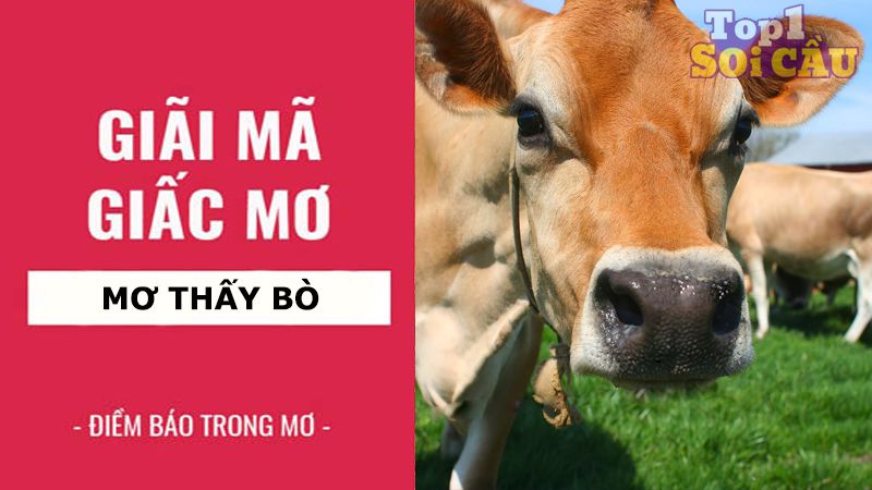 Nằm mơ thấy bò đánh con gì