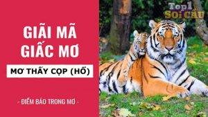 Nằm mơ thấy cọp