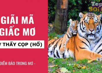 Nằm mơ thấy cọp