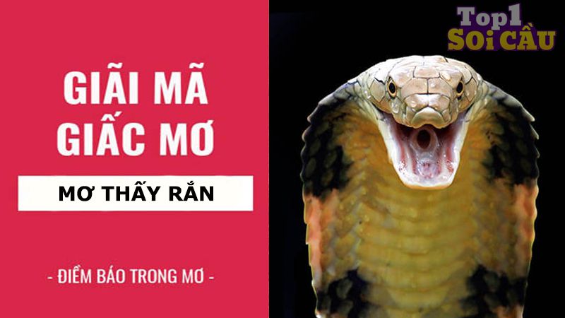 Nằm mơ thấy rắn đánh số gì