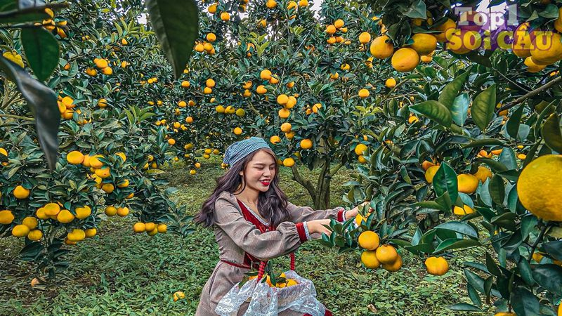 Mơ thấy hái cam