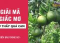 Ngủ mơ thấy quả cam