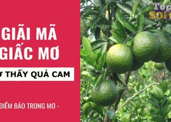 Ngủ mơ thấy quả cam