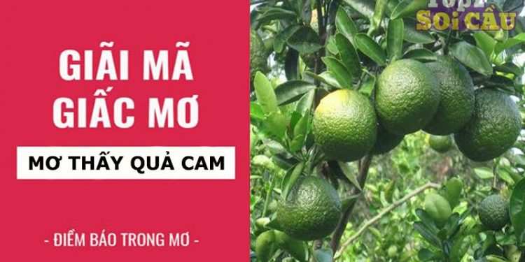 Ngủ mơ thấy quả cam