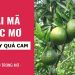 Ngủ mơ thấy quả cam