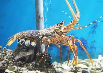 Ngủ mơ thấy tôm hùm có điềm gì? – Tịch số đề tôm hùm