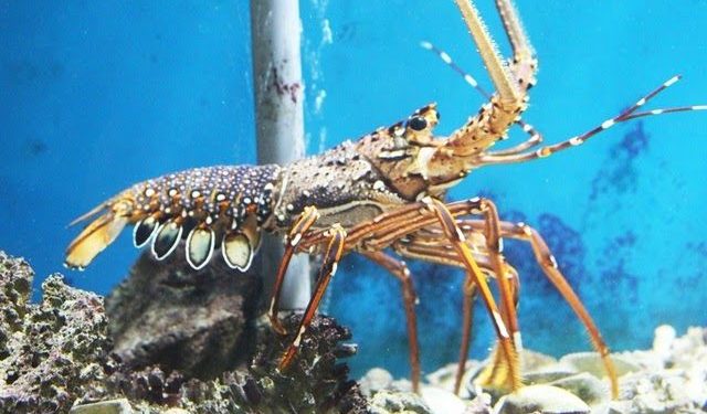 Ngủ mơ thấy tôm hùm có điềm gì? – Tịch số đề tôm hùm