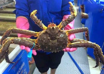 Mơ thấy cua hoàng đến đánh số mấy? – Ý nghĩa giấc mơ cua hoàng đế