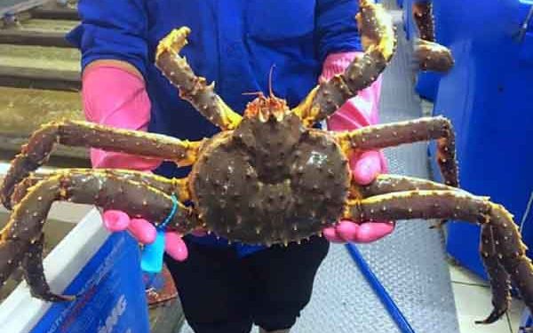 Mơ thấy cua hoàng đến đánh số mấy? – Ý nghĩa giấc mơ cua hoàng đế