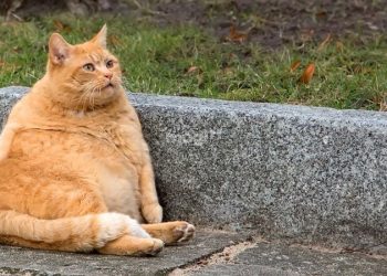 Nằm mơ thấy mèo vàng là điềm gì? – Mơ mèo vàng đánh số gì?