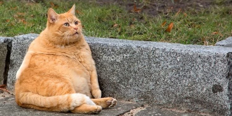 Nằm mơ thấy mèo vàng là điềm gì? – Mơ mèo vàng đánh số gì?